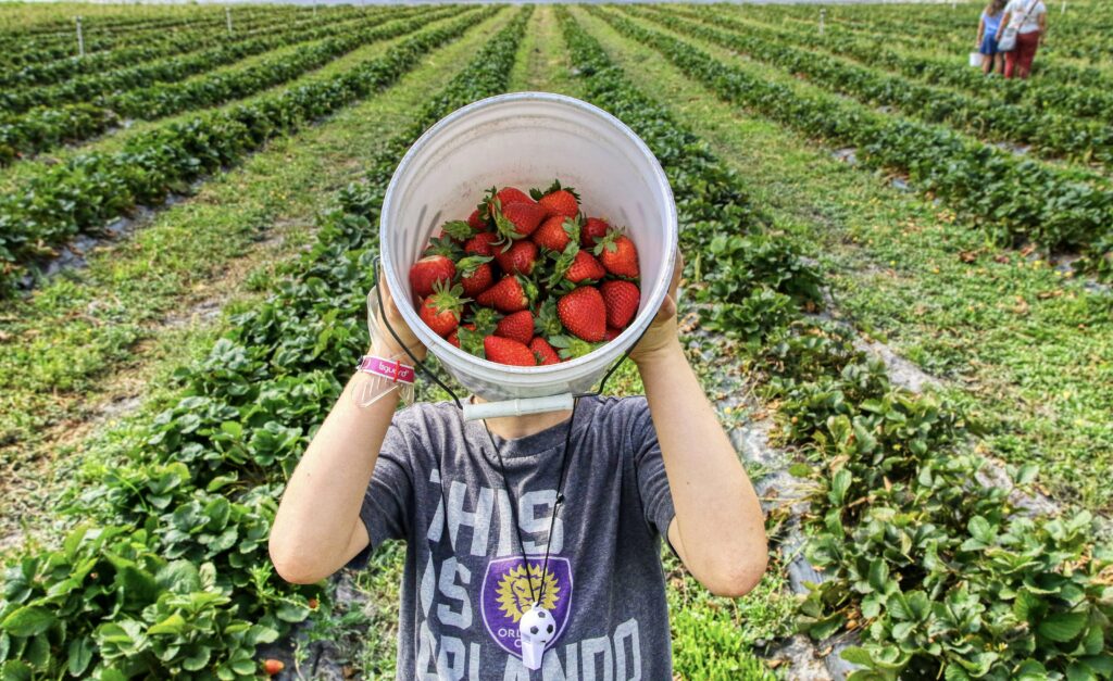Kids picking strawberries at Sweet Berry Farm is one of the best things to do in Rhode Island in the early summer.