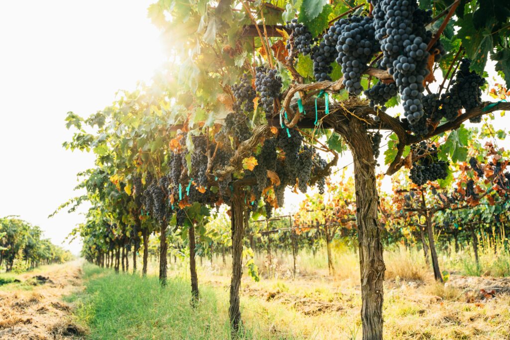 Rows of ripe vines at a vineyard at a Rhode Island winery. 
